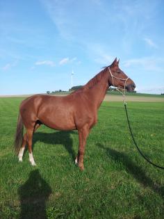 Ehrlicher Trakehner Wallach 9Jahre,