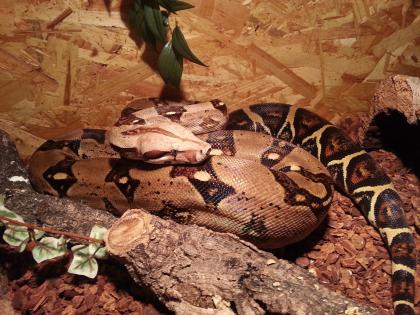 Boa Constrictor Imperator