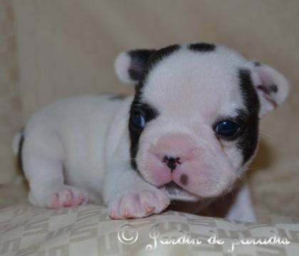 Freiatmende gesunde Französische Bulldoggen Welpen mit Ahnentafel dt Zucht zu mi