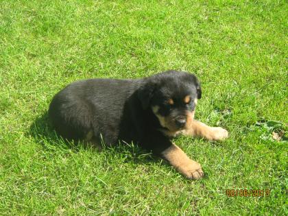 Rottweiler welpen