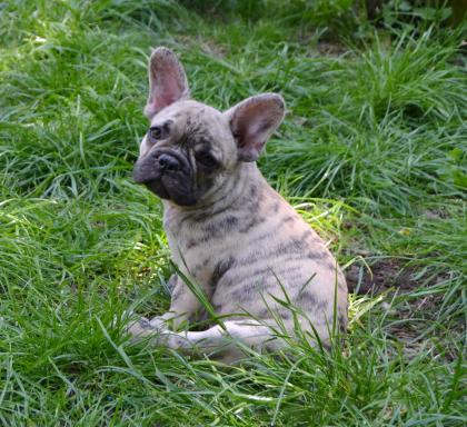 Reverse und Tiger-brindle Französische Bulldoggen Welpen