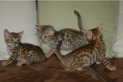 MiniLeoparden BengalKatzen mit Papieren