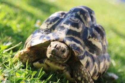  2 wunderschöne Afrikanische Panterschildkröten