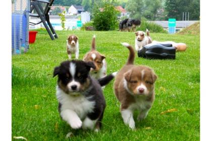 MINI-Australian Shepherd - Mix Welpen