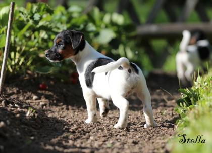 Tricolor Jack Russell Welpen suchen ein liebevolles Zuhause