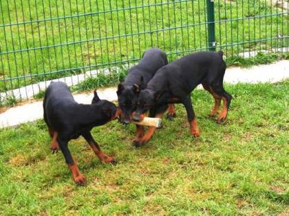 Typvolle und wesensfeste Dobermannwelpen aus Hausaufzucht