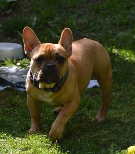 Französischer Bulldoggen Rüde in Red-fawn mit Pap.