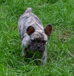 Französische Bulldoggen Welpen Mädels fertig geimpft