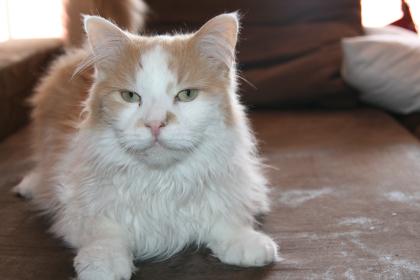 Maine coon kater abzugeben