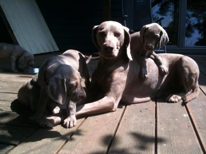 Weimaranerwelpen vom Bauernhof