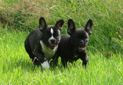 Reinrassige Französische Bulldoggen Welpen