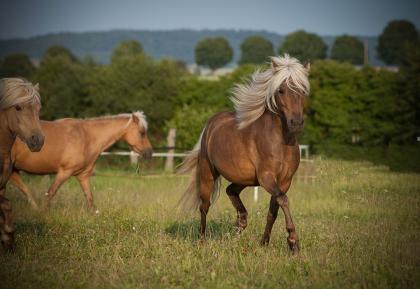 Typvolle Classic-Pony Stute abzugeben!