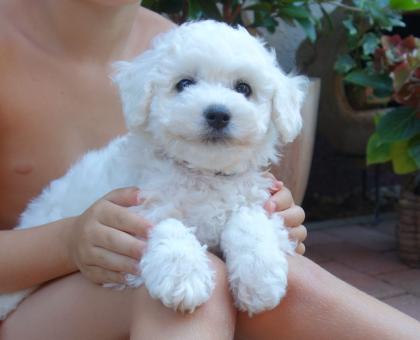 Bichon frise Welpen mit Papiere - kleine Herzensbrecher zum kuscheln suchen Sie!