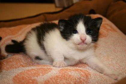 Zwei kleine Lieblinge   (Katzenbabys )  abzugeben 