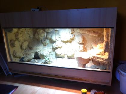 Wunderschönes Wüsten-/Steppenterrarium + 2 Bartagamen (w)
