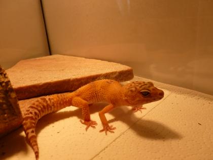 Leopardgecko-Männchen orange zu verkaufen