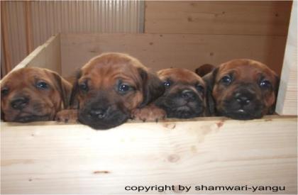 Rhodesian Ridgeback Welpen zu verkaufen