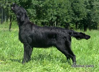 FLAT COATED RETRIEVER - show quality boy