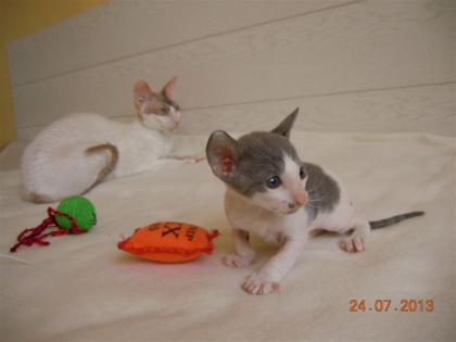 Zwei tolle Cornish Rex Buben zu vergeben