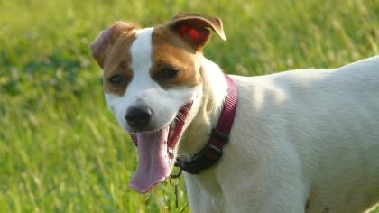 Super Liebe Jack russel Hündin abzugeben!!