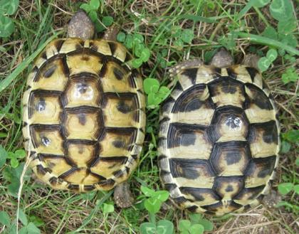 Weibliche Griechische Landschildkröten