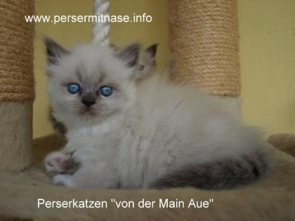 Blue point Perserkatzen Babys mit ausgeprägter Nase PKD frei.