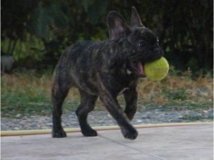 Schöner Wurf von 5 Welpen Bulldogs