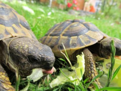 Griechische Landschildkröten (Thb) abzugeben - 2 Jahre alt