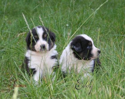 4  Men in Black  (Australian Shepherd Jungs) suchen noch Sie, ja genau Sie/Dich 