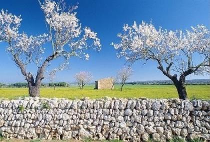 Mallorca Jahres-Stellplätze für Wohnwagen auf Finca 