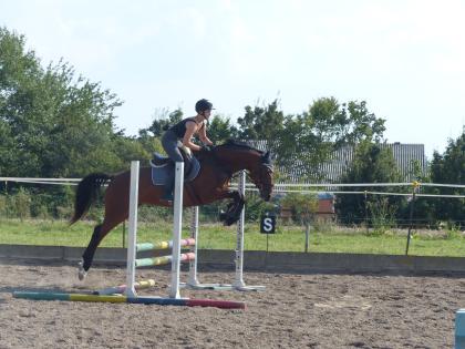 Biete Reitbeteiligung auf talentierter Trakehnerstute!!!