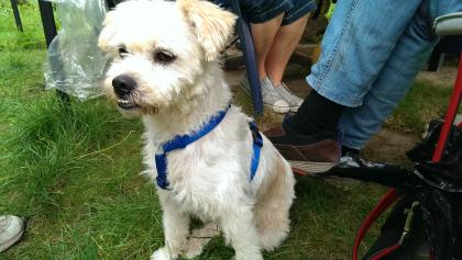 Bernie Terrier Mix sucht ein schönes zuhause,