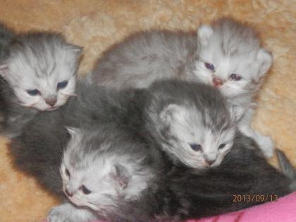 PERSERBABYS ab 15.11,verschiedene Farben,Silver-tabby,blue,red,COlourpoint-red,s