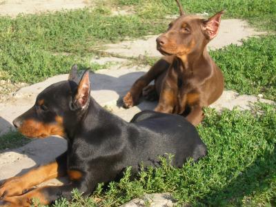 Kräftige hübsche Dobermann Welpen !!