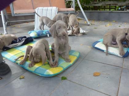 Weimaraner Welpen silbergrau mit RFD- Papieren