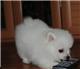 Zweispitz Pomerania 100% Reinrassig!!!