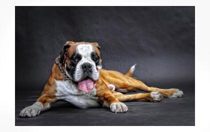 Deckrüde Boxer Armani vom Hause Romeo