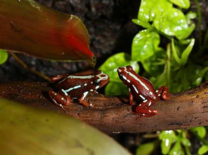 Biete Epipedobates tricolor - anrthonyi