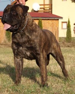 Deckruede PI-ET-RA Prince of Trefilio BULLMASTIFF