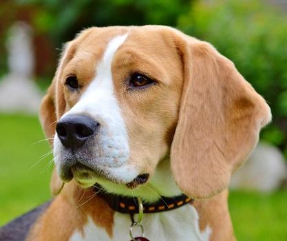Beaglewelpen Rr. m. Ahnentafel - Wurfankündigung -