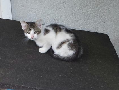 Kleiner Süßer Kater sucht neues Zuhause (Katzenbaby)
