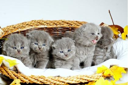 Super tolle BKH blau und lilac Babys 