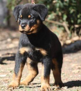 Top-Rottweilerwelpen!!!