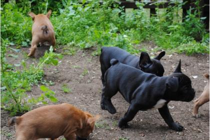 Reinrassige französisch bulldogge welpen mit papieren