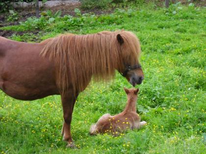 Isländer-Shetlandfohlen zu verkaufen !