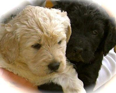 Labradoodle  Labrador x Königspudel  Welpen