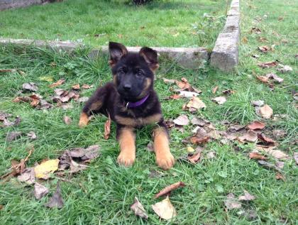 Reinrassige Deutsche Schäferhund Welpen 