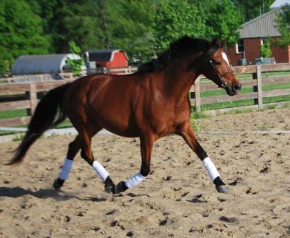 Bildhübsches Welsh-B-Pony , Stckm. 1, 44 m, 6 jähriger Stute