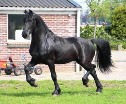 Schwarz Super friesian Wallach Pferd zu verkaufen