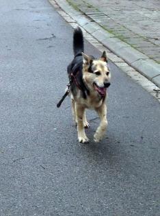 Schäferhund-Husky Mix abzugeben